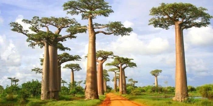 Letaknya yang unik membuat Madagaskar penuh dengan flora dan fauna unik seperti Pohon Baobab
