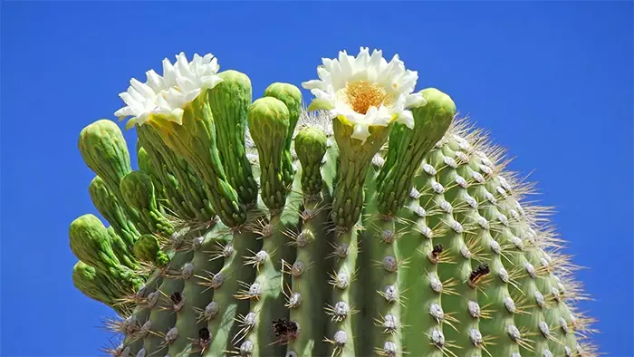 Filosofi bunga kaktus yang dapat mulai mengembang setelah puluhan tahun