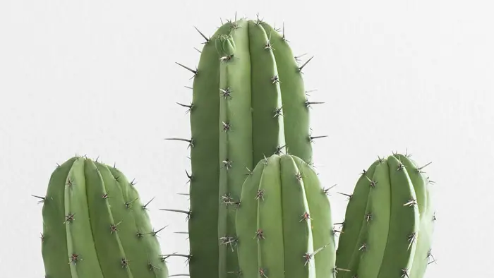 Filosofi tanaman kaktus yang mampu melindungi dirinya sendiri dengan duri di tubuhnya